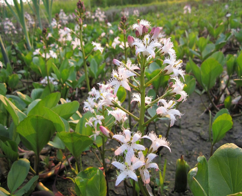 Bogbean |  Menyanthes trifoliata
