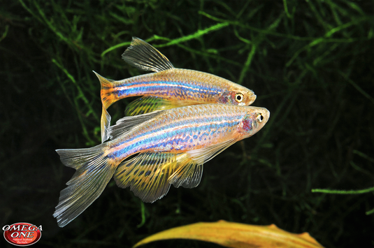 Omaga One Color Mini Pellets for Tropical Fish