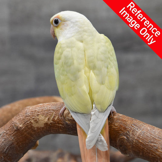Hand Fed Green Cheeked Conure/Mutation - Pyrrhura molinae