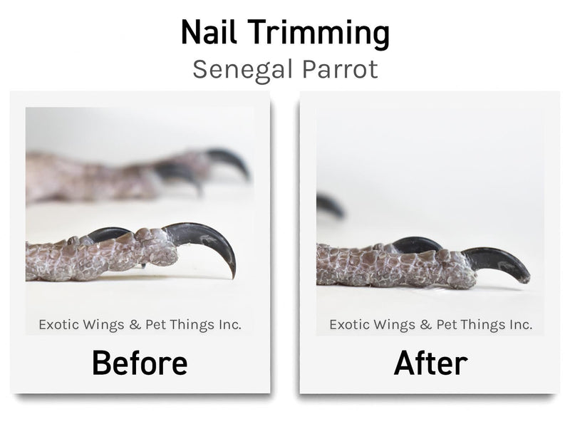 Bird Grooming Appointments
