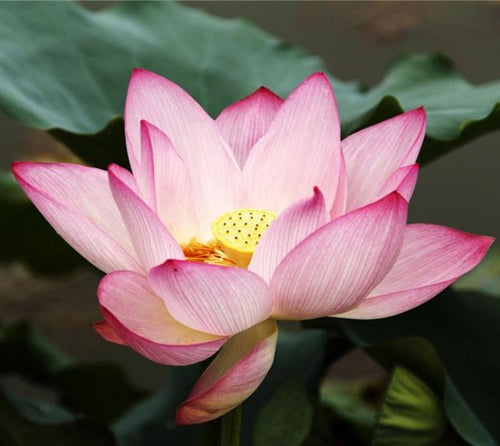 Mrs. Perry D. Slocum | Lotus | Nelumbo - Store Pickup Only