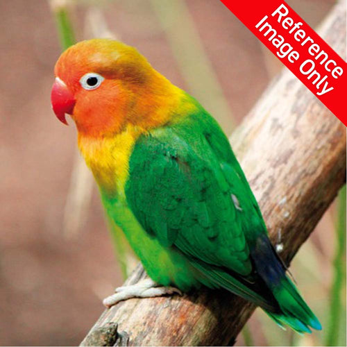 Hand Fed Fischer's Lovebird/Mutation - Agapornis fischeri