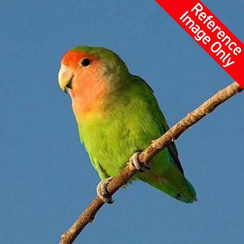 Love birds shopping sales