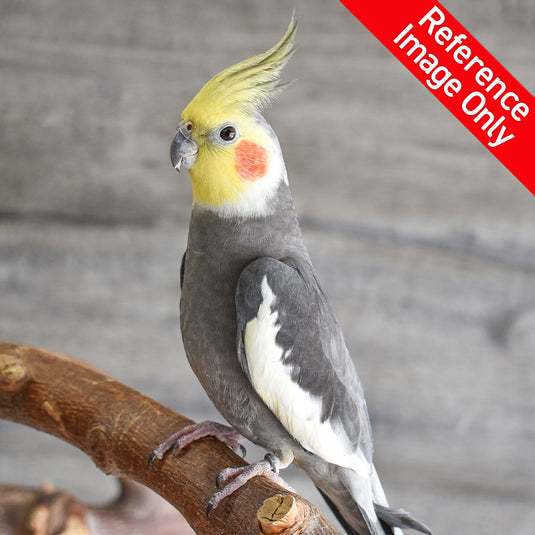 Hand Fed Cockatiel/Mutation - Nymphicus hollandicus