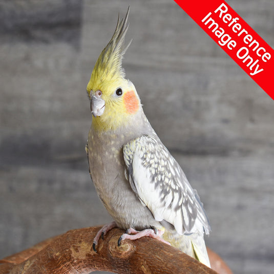Hand Fed Cockatiel/Mutation - Nymphicus hollandicus