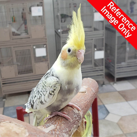 Hand Fed Cockatiel/Mutation - Nymphicus hollandicus