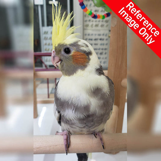 Hand Fed Cockatiel/Mutation - Nymphicus hollandicus