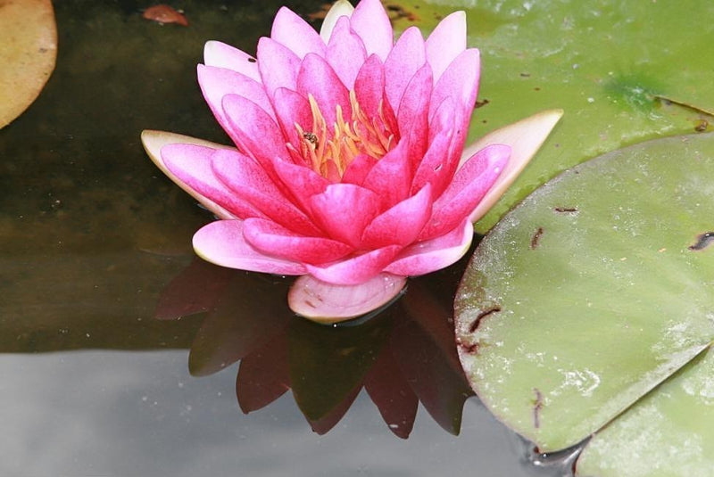 Charles De Meurville | Nymphaea | Water Lily
