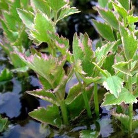 Variegated Water Celery | Oenanthe javanica 'Flamingo'

