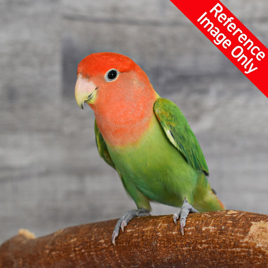 Hand Fed Peach Faced Love Bird/Mutation - Agapornis roseicollis