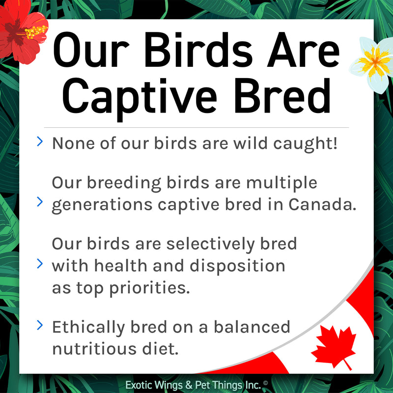 Hand Fed Black-Masked Lovebird - Agapornis personatus
