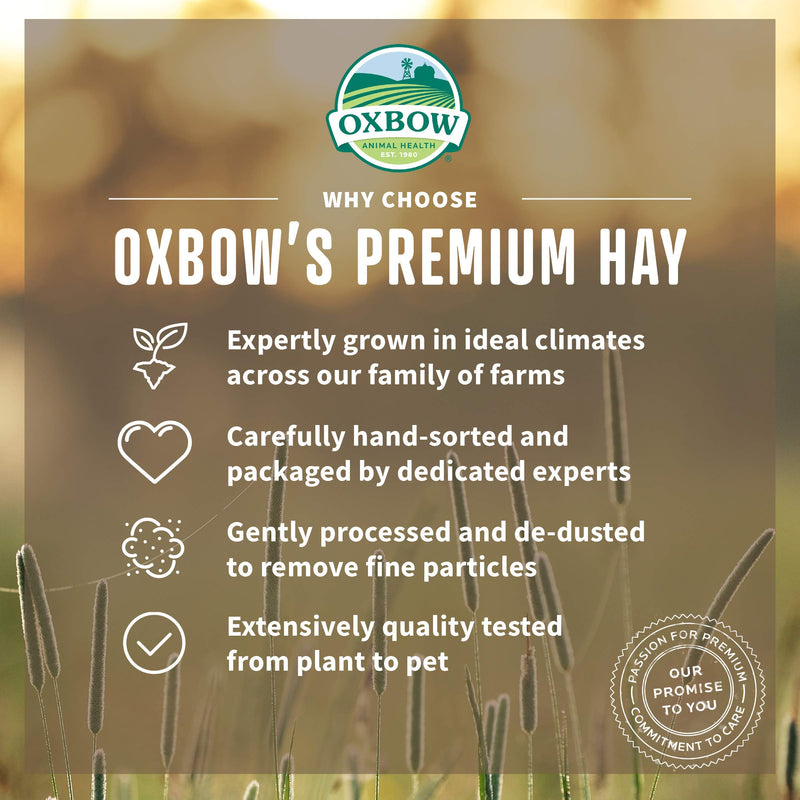 Oxbow Alfalfa Hay for Small Pets