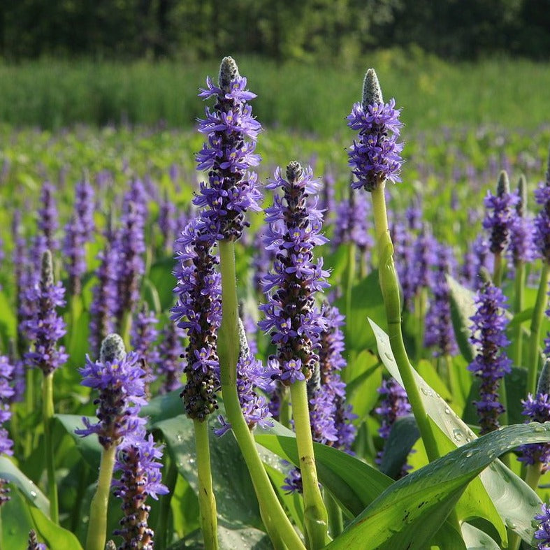 Pickerel Rush | Pontederia cordata
