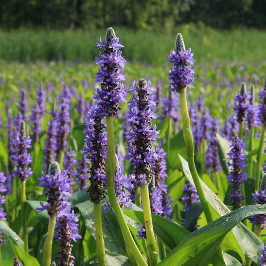 Pickerel Rush | Pontederia cordata