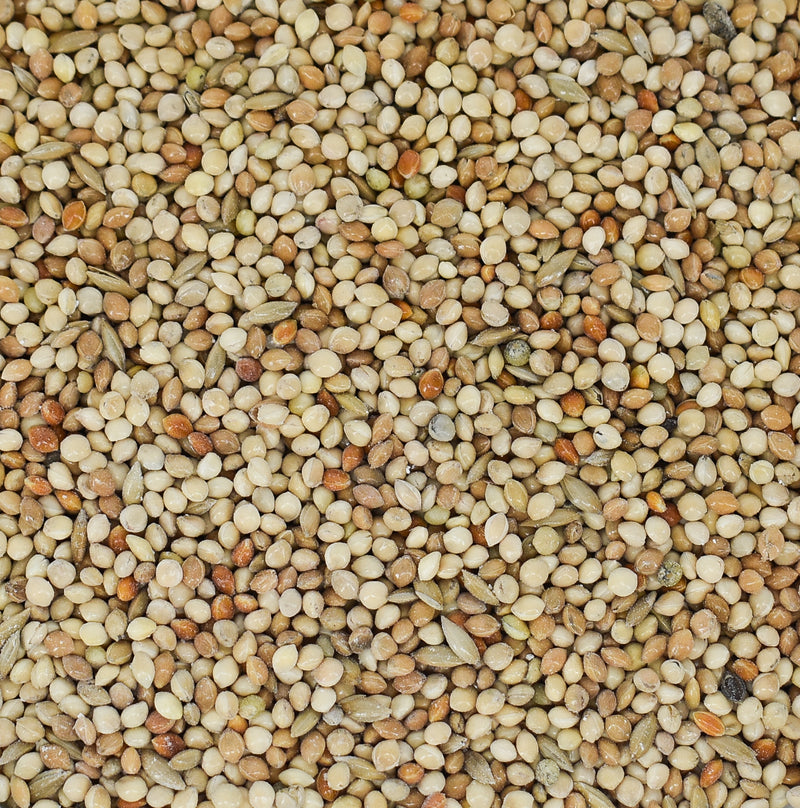 Cage Bird Finch Seed by Conestogo Bird Seed Company - Exotic Wings and Pet Things
