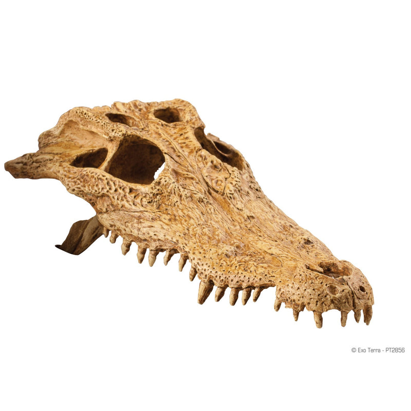 Exo Terra Reptile Crocodile Skull Accessory