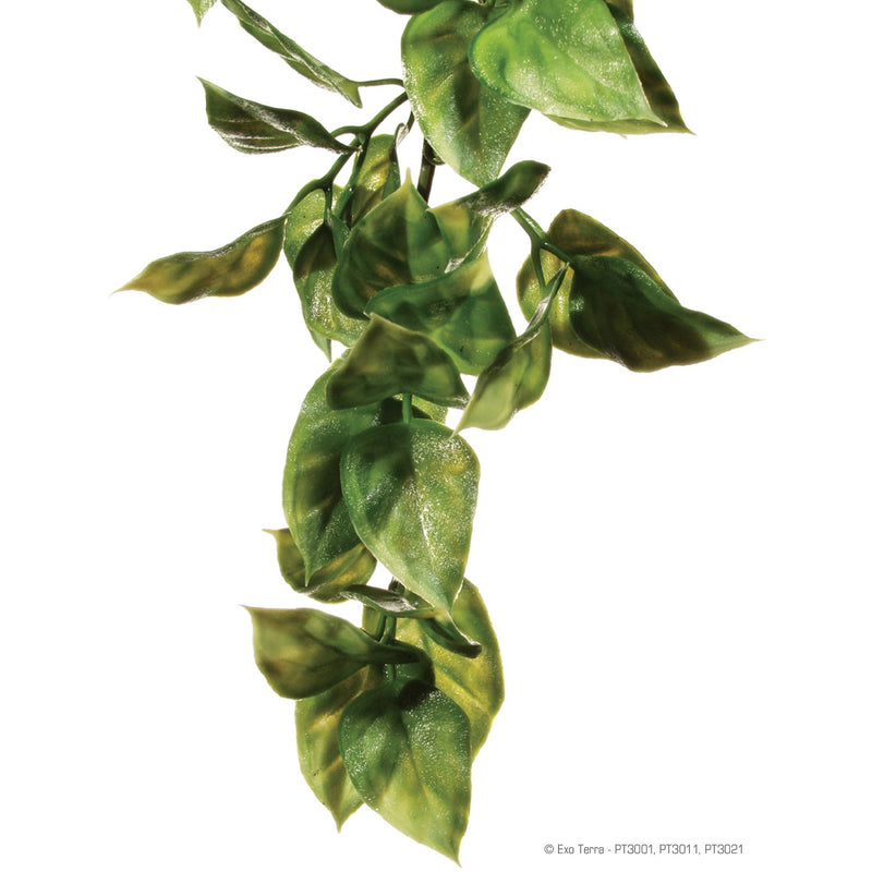 Jungle Reptile Plants - Croton-Amapallo-Mandarin