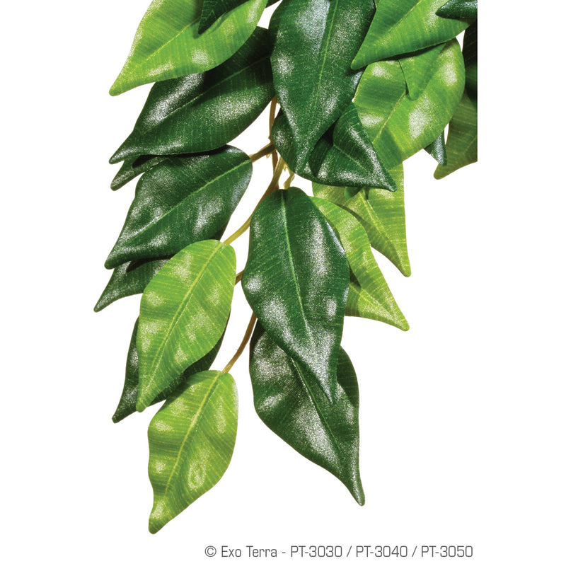 Reptile Silk Plants - Ficus-Ruscus-Abutilon