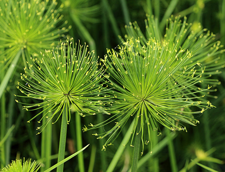King Tut Papyrus | Cyperus papyrus
