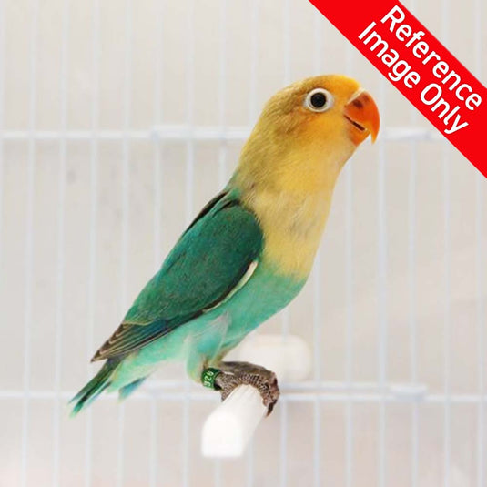 Hand Fed Fischer's Lovebird/Mutation - Agapornis fischeri
