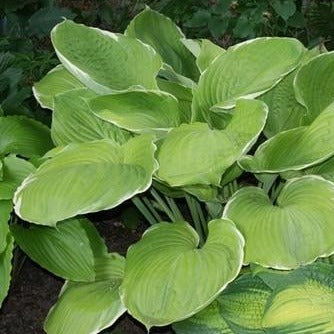 Parhelion | Specialty Hosta