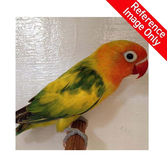 Hand Fed Fischer's Lovebird/Mutation - Agapornis fischeri