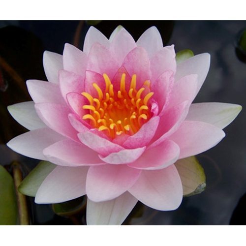 Hollandia | Nymphaea | Water Lily