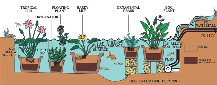 Water Hyacinth + Rosette Water Lettuce | Combo