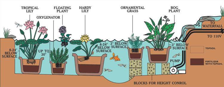 Hollandia | Nymphaea | Water Lily
