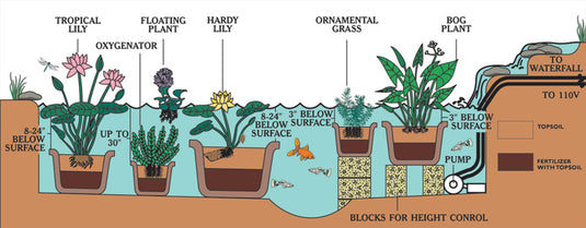 Gladstone | Nymphaea | Water Lily