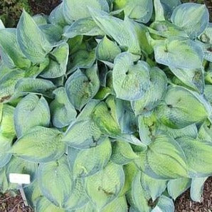Princess Anastasia | Specialty Hosta 1 Gal
