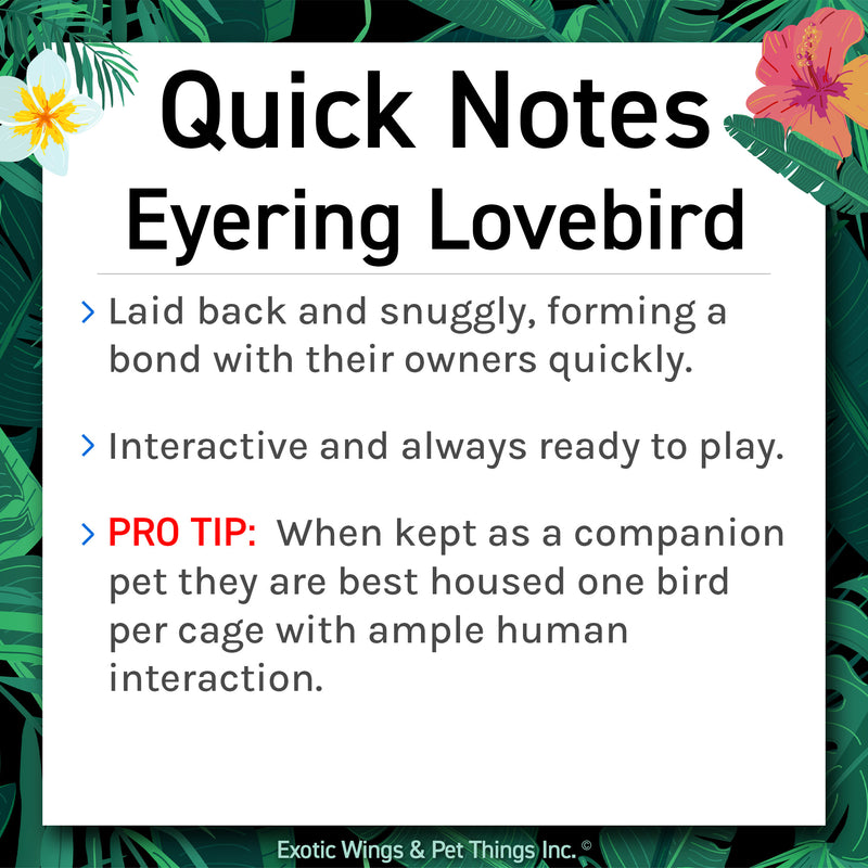 Hand Fed Black-Masked Lovebird - Agapornis personatus
