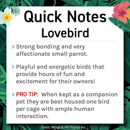 Hand Fed Peach Faced Love Bird/Mutation - Agapornis roseicollis