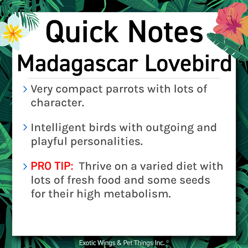 Hand Fed Madagascar Lovebird - Agapornis canus
