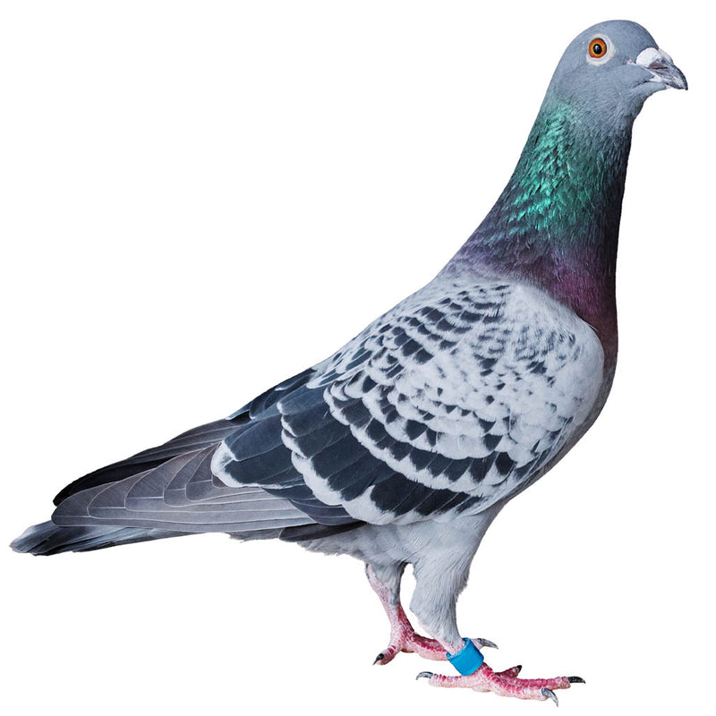 Pigeon Grey Grit