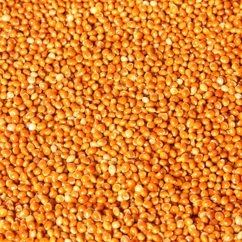 Red Proso Millet Seed 🍁