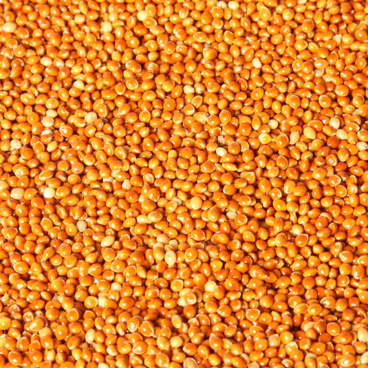Red Proso Millet Seed 🍁