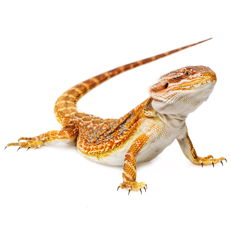 Bearded dragon best sale grooming