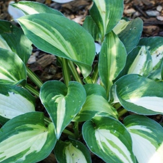 Rootin Tootin | Novelty Hosta 1 Gal