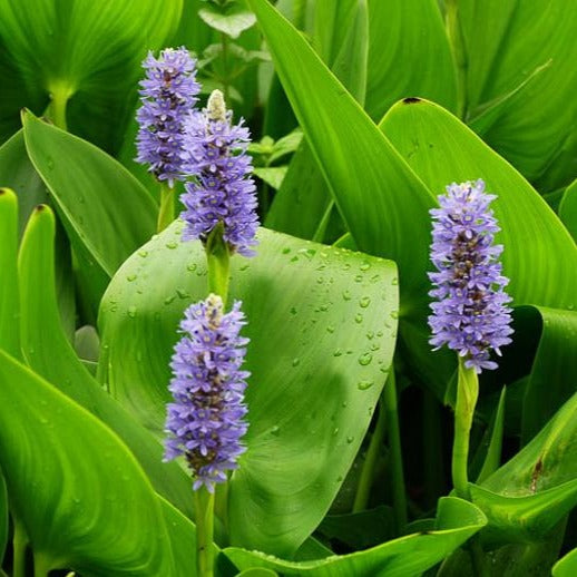 Pickerel Rush | Pontederia cordata

