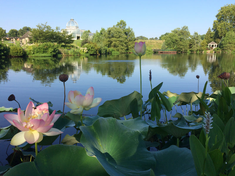 Mrs. Perry D. Slocum | Lotus | Nelumbo - Store Pickup Only
