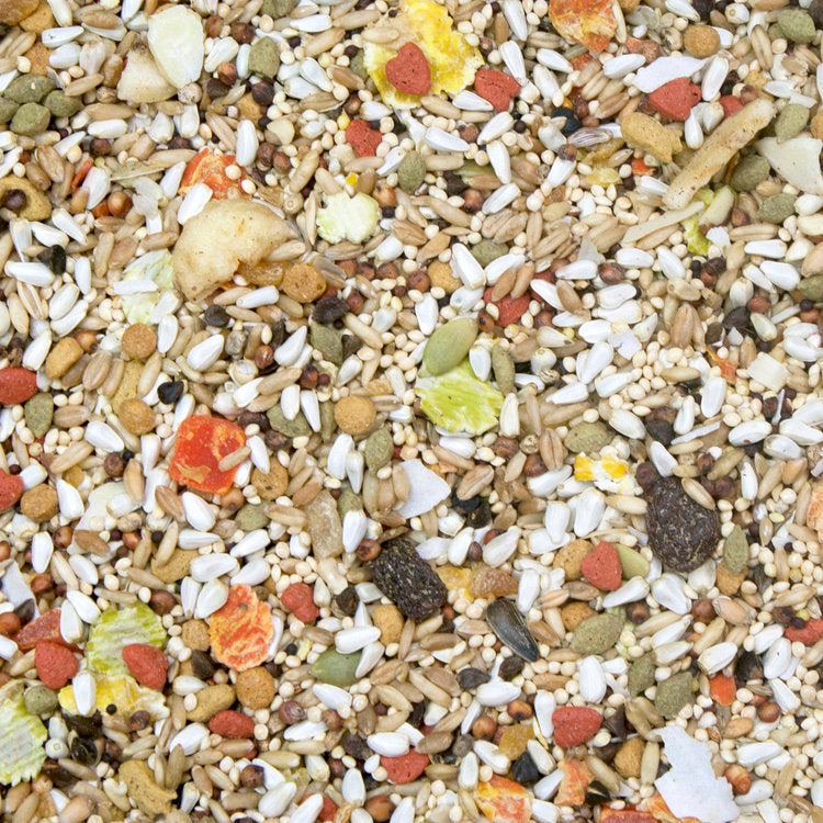 Higgins Safflower Gold Conure / Cockatiel Seed Mix - Exotic Wings and Pet Things
