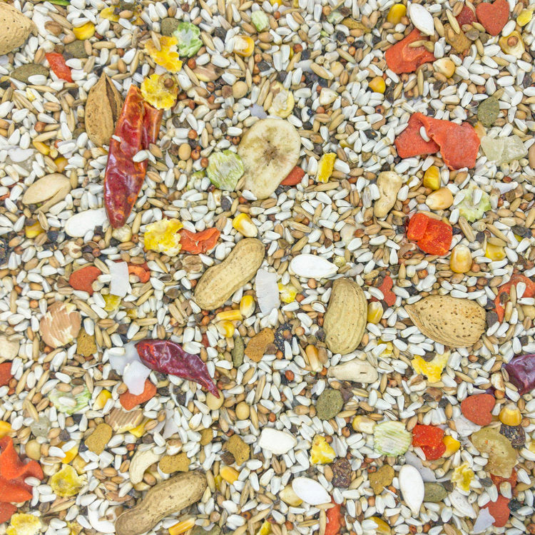 Higgins Safflower Gold Parrot/African Grey Seed Mix - Exotic Wings and Pet Things
