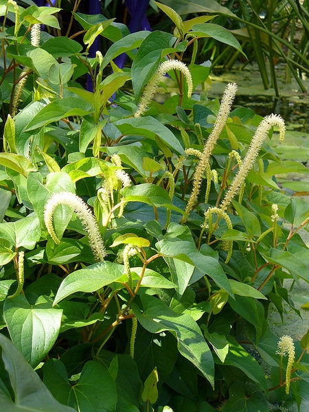 Lizard’s Tail | Saururus cernuus