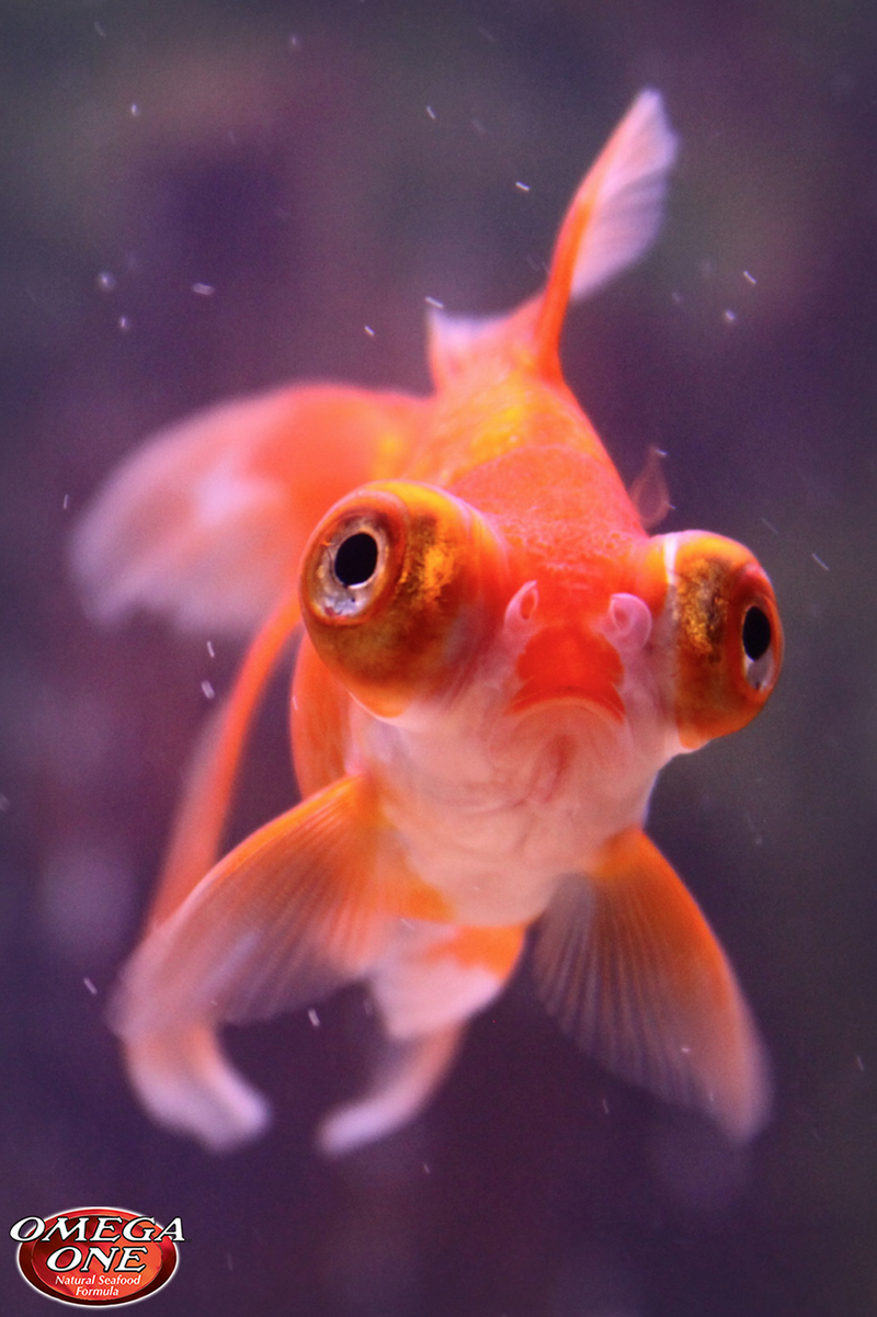 Goldfish Pellets Small/Medium/Large Sinking Pellets
