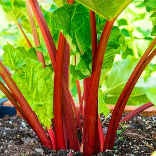 Canada Red | Rhubarb 1 Gallon
