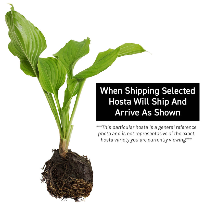 Frosted Mouse Ears | Specialty Hosta 1 Gal
