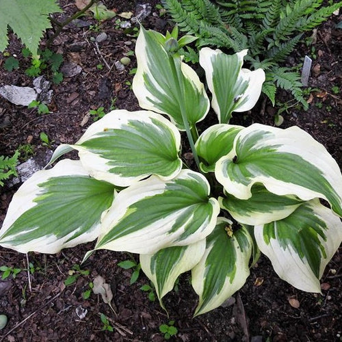 Silk Road | Specialty Hosta