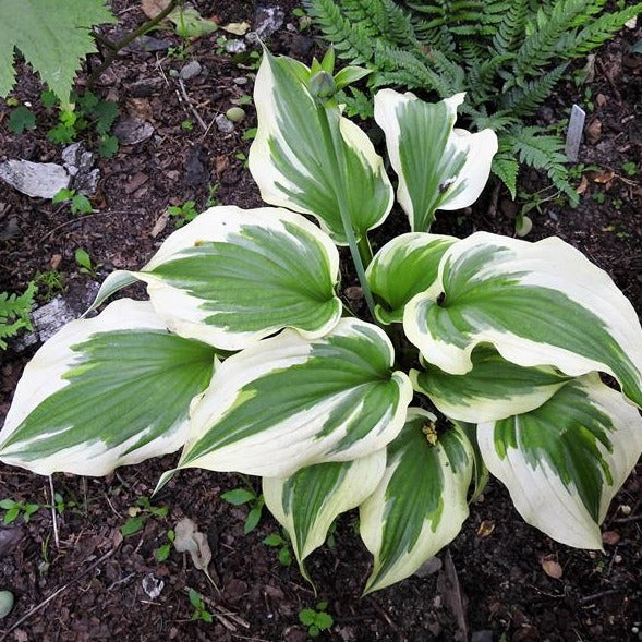 Silk Road | Specialty Hosta
