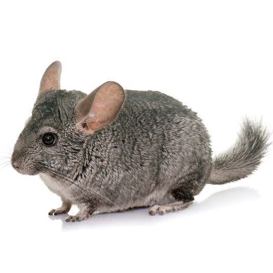 Small Pet Grooming Appointments